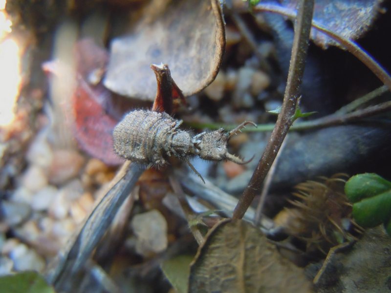 larva di Myrmeleontidae...